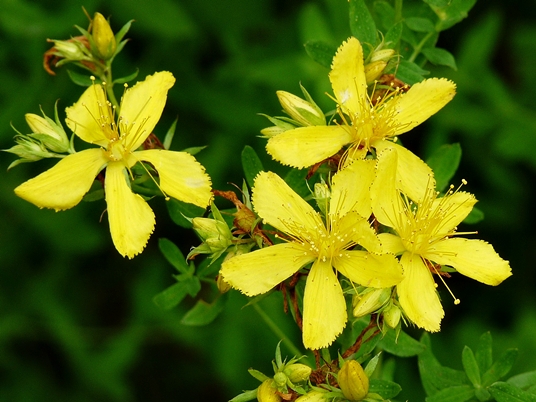 {Hypericum perforatum}